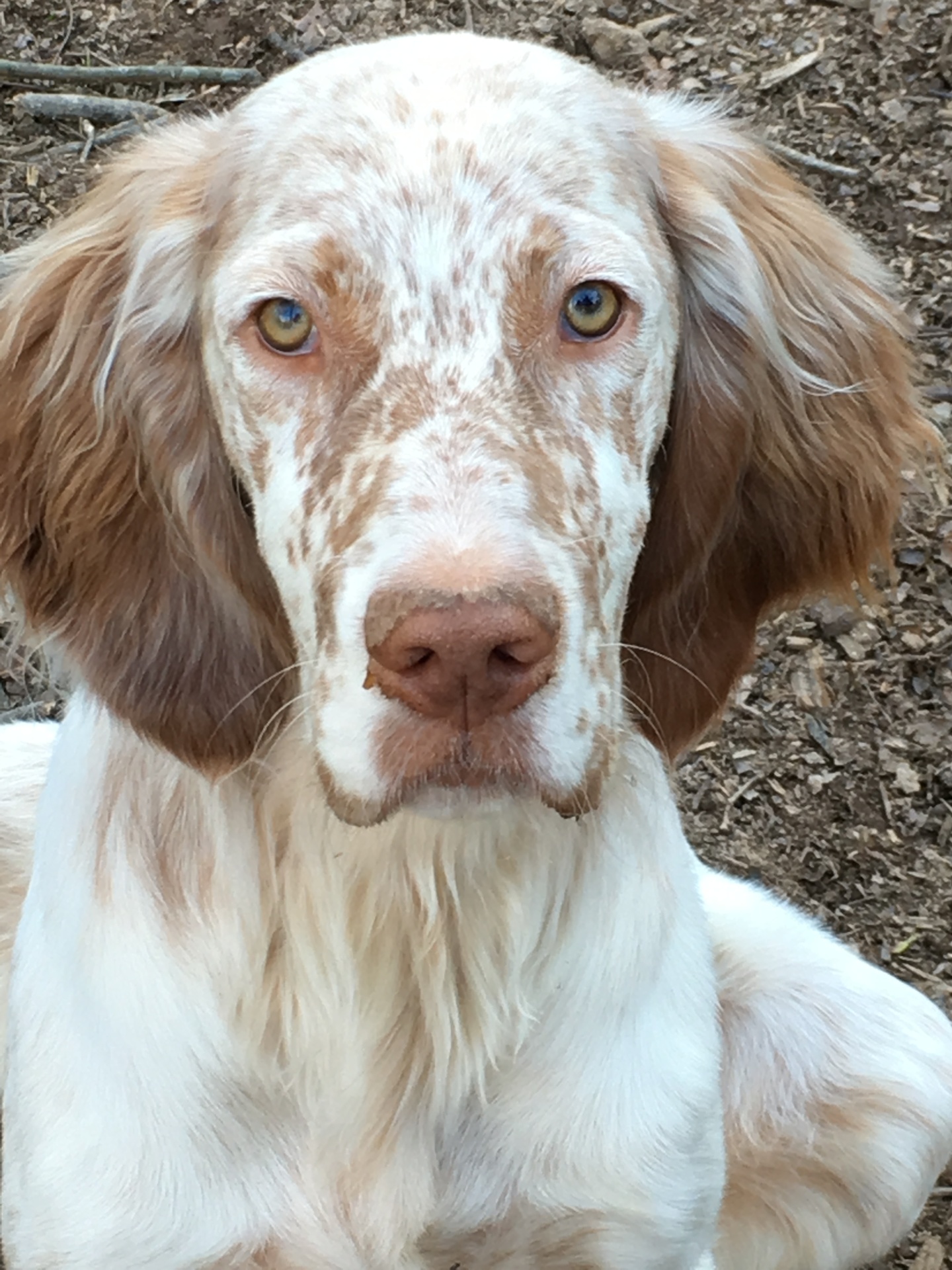 possible color patterns in the english setter